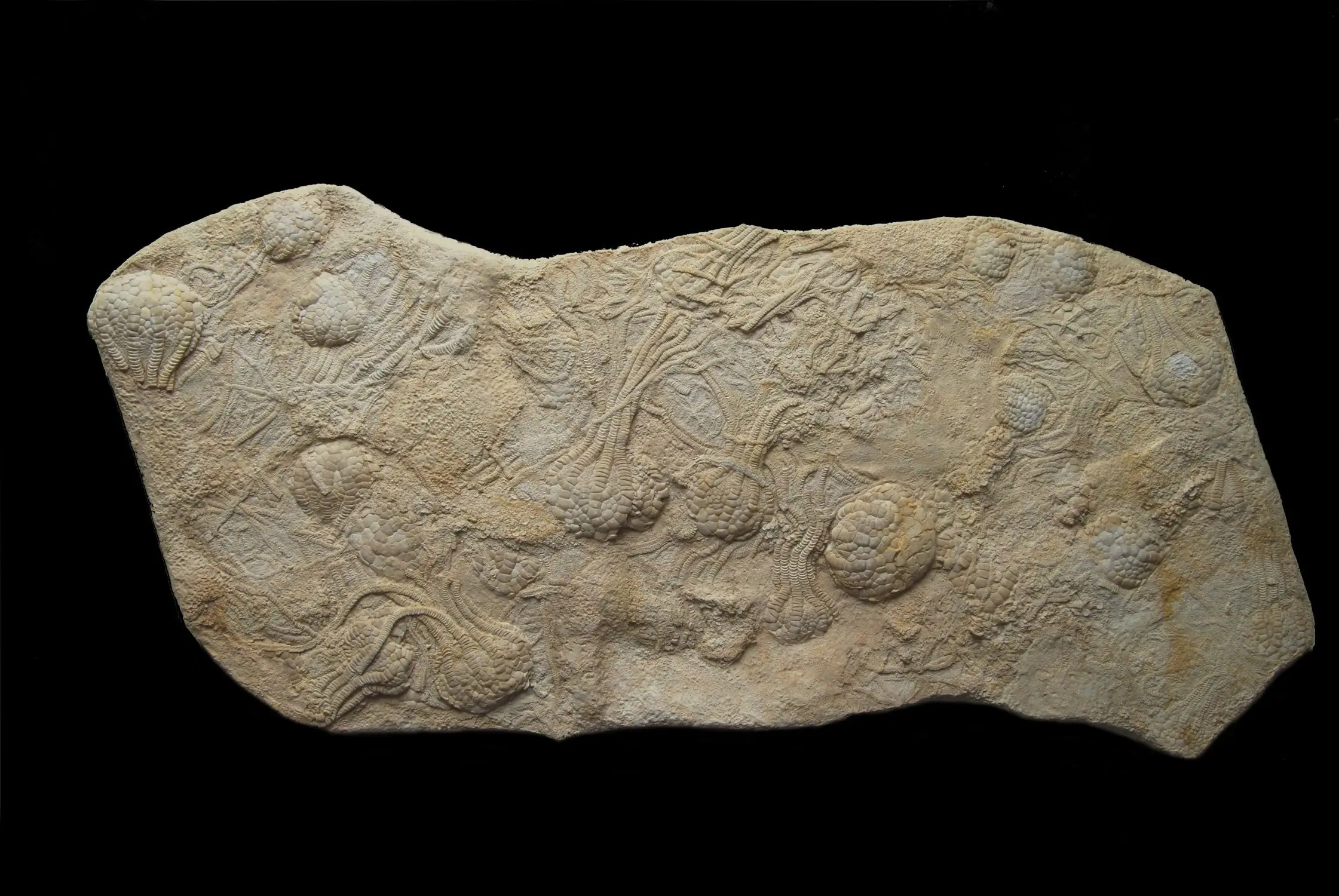 Uintacrinus socialis; Niobrara Fm.; Smoky Hill Chalk, Gove Co., Kansas