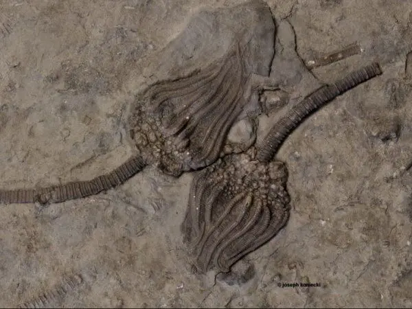 Bobcaygeon_Diabolocrinus by Joe Koenicki