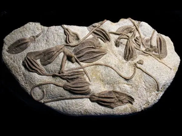 Cinncinnatian_Xenocrinus baeri