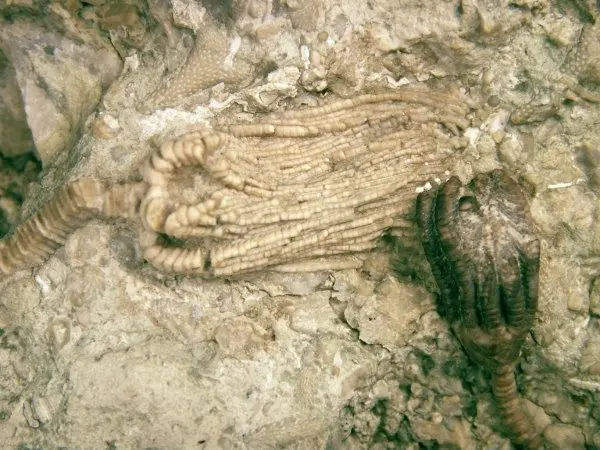 Gotland_Gissocrinus, Carpocrinus