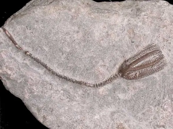 Dudley_Dimerocrinus icosidactylus