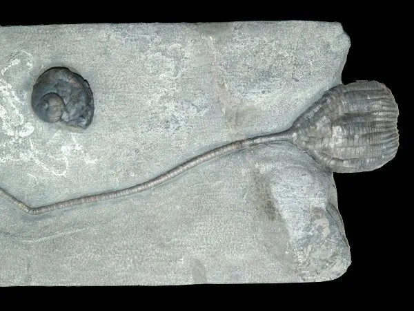 Rochester_Ichthyocrinus laevis