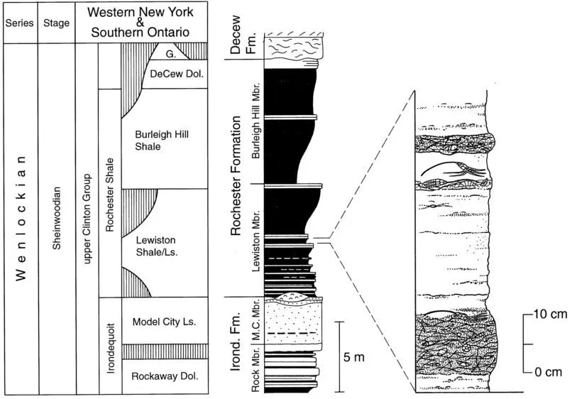 Taylor & Brett (1999)_Stratigraphy_Rochester Shale