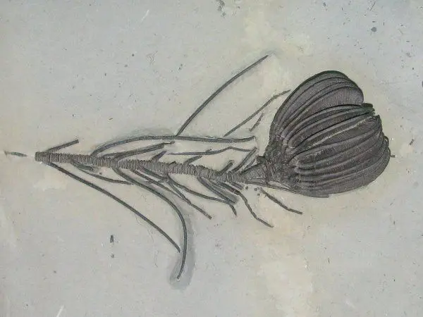 Arkona_Gennaeocrinus mourantae