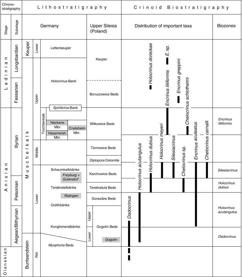 Stratigraphy_Muschelkalk_Hagdorn (1999)