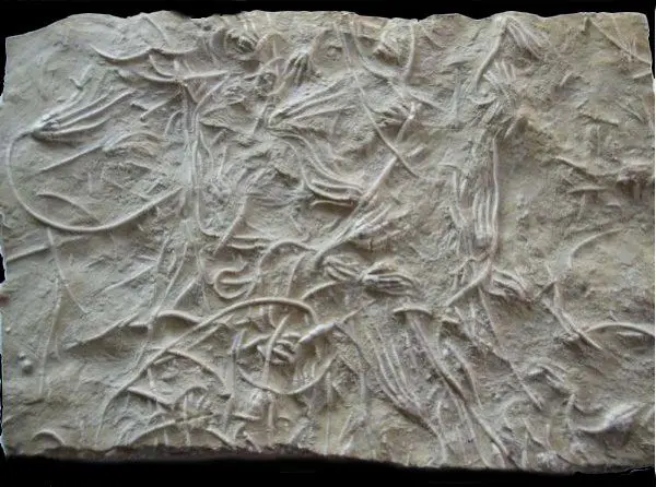 Gogolin_Dadocrinus kunischi