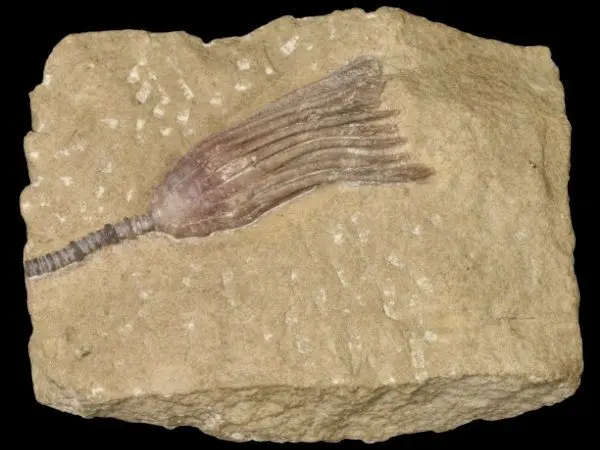 Unstrut_Chelocrinus carnalli