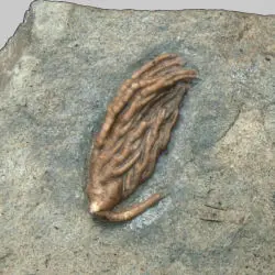 Clalceoocrinus