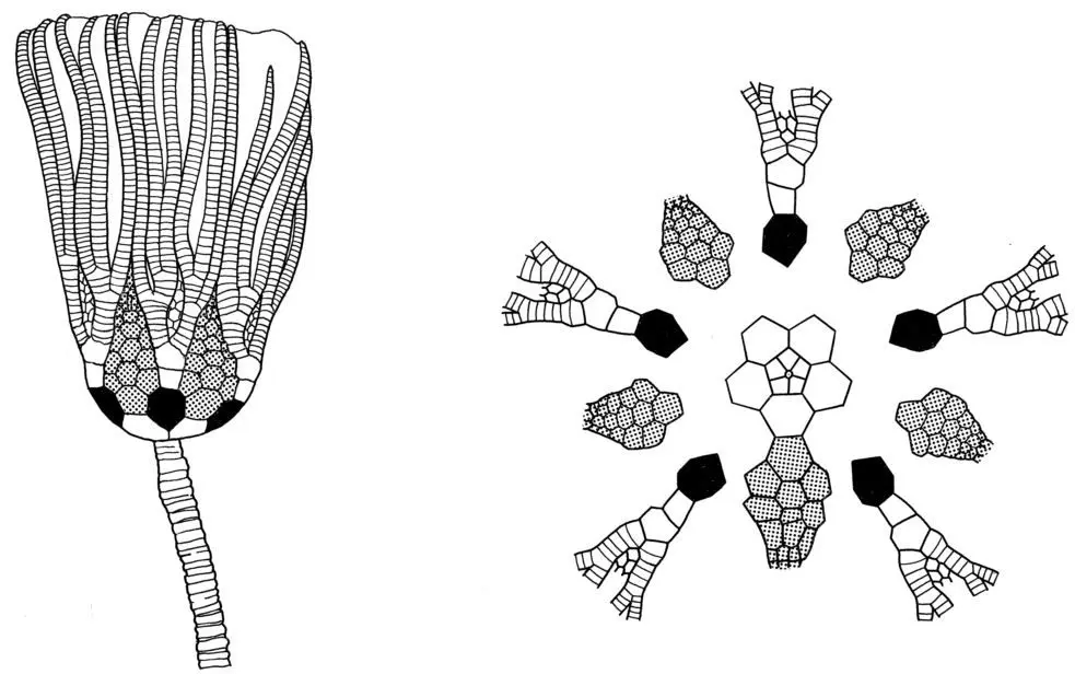 Camerata_Ubaghs, 1978