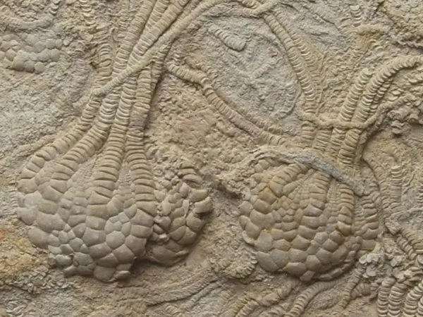 Creataceaous_Crinoids
