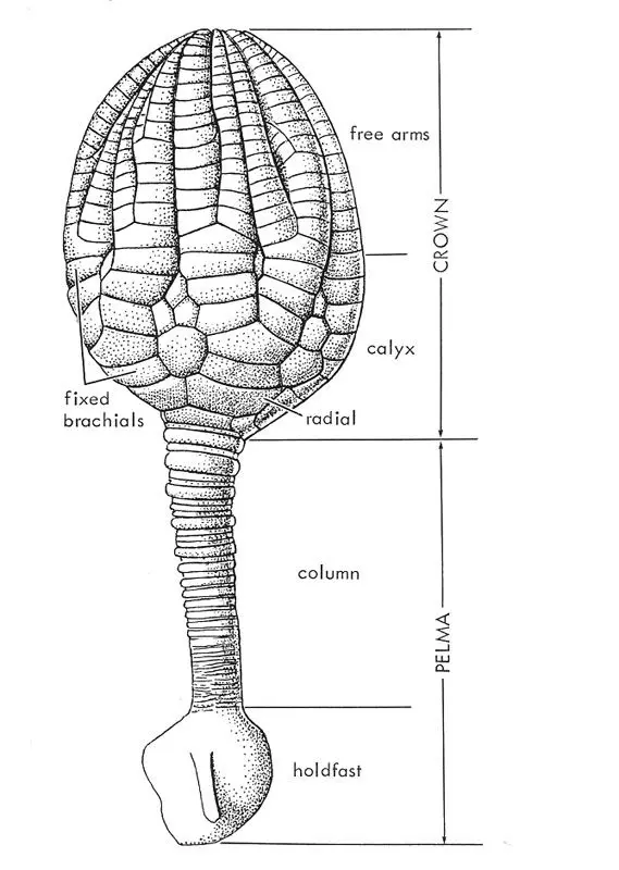 Crinoid morhology_Ubaghs, 1978