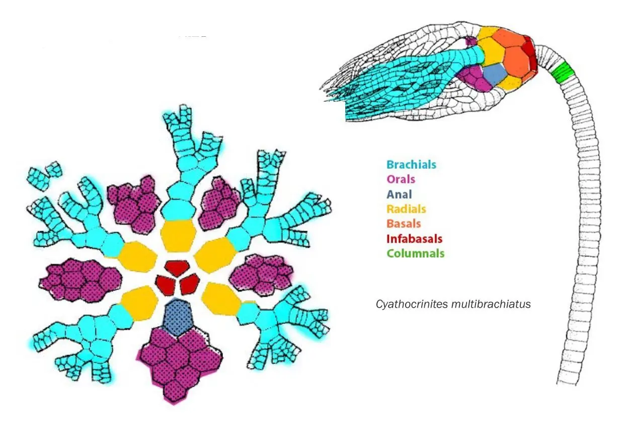 Crinoid skeletal parts
