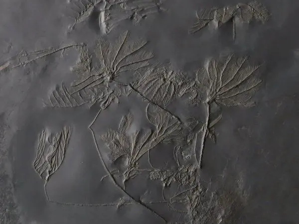 Devonian_Crinoids