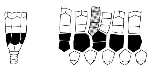 Disparida_Moore, 1978