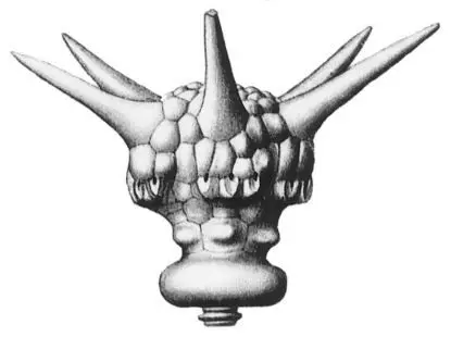 Doycrinus_Wachsmuth, Springer 1897