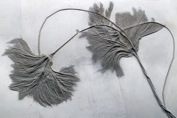 Holzmaden_Seirocrinus subangularis