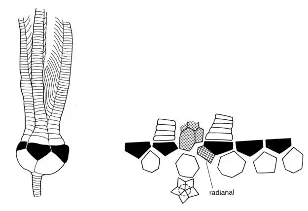 Inadunata_Moore, 1978