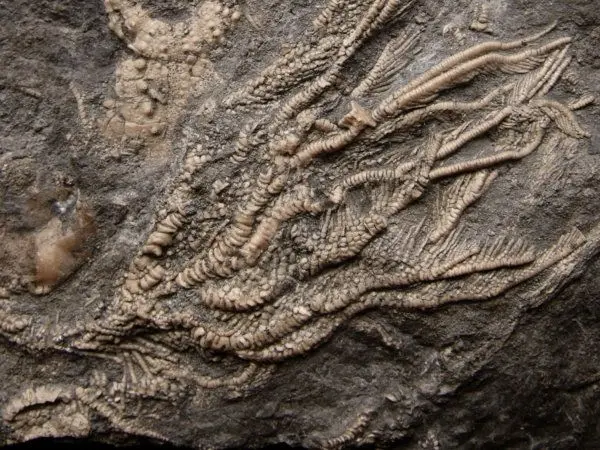Jurassic_Dogger_Crinoids