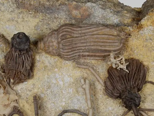 Mississippian_Crinoids