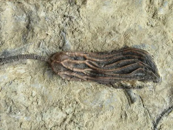 Ordovician_Crinoids