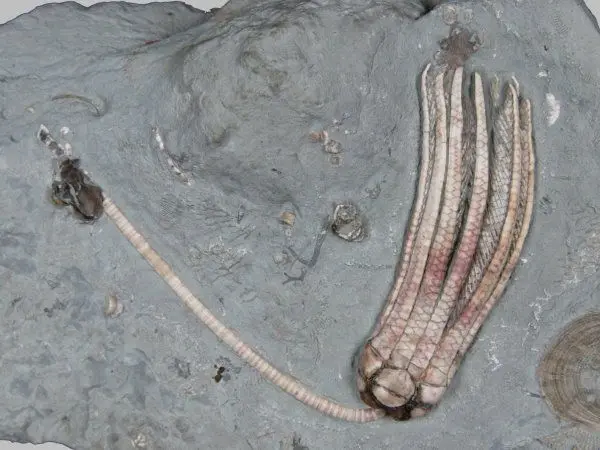 Pennsylvanian_Crinoids