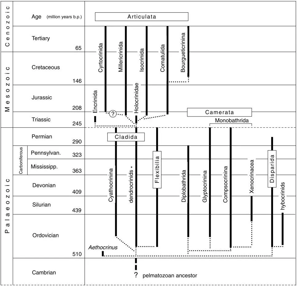 Phylogeny_Hess, 1999