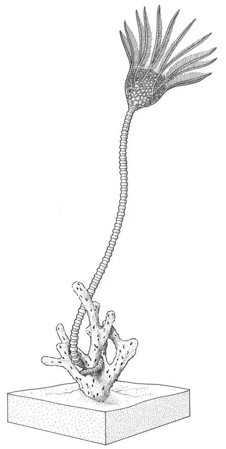 Pycnocrinus_Hess 1999