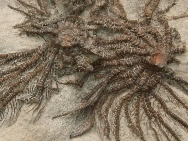 Tertiary_Crinoids