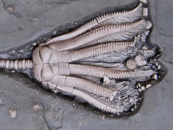 Triassic_Crinoids